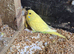 Budgies