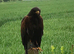 Harris Hawks