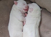 jack russell puppies two girls