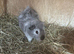 2 beautiful boars (boys)