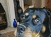 8 rottweiler pups