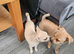 Miniature pincher x pomeranian puppy's