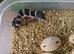Beautiful leopard gecko babies x2