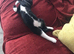 4 kittens