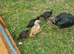 Ko Shamo chicks available this will be all that is available as all parents sold