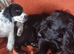 Kc registered cocker pups