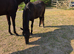 2 yr old Bay Dartmoor hill filly  pony