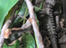 LTC red eye crocodile skinks with setup