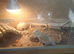 Female bearded dragons