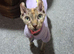 Canadian elf eared sphynx female
