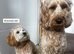 Beautiful 9 month old female cavapoochon for sale