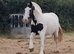 Lovely 13.2hh Cob Mare For Sale