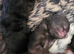 5 stunning kittens