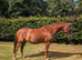 16hh Arko x Newmarket Venture 4 year old Gelding