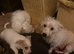 Jack Russel Terrier Pups