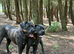 10 months old male cane corso for sale &pound;500