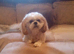 Looking for an older Lhasa or Shih Tzu
