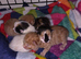 Adorable ragdoll x kittens