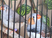Lovely zebbies