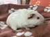 Funky ridged boy guinea pig