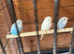 Budgies babies nice budgies