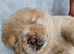 Show stopping DWKC chow chow pups