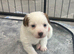 Traditional mini Jack Russell pups