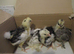 Hatching Eggs from Hybrid Bantams ( Araucana x Pekin ) green egg layers