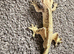 Crested gecko collection