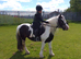 Cob Mare.