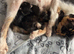 2 beautiful female kittens