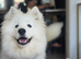 Female Samoyed