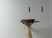 Finches