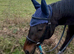 Wanted Full loan to move our yard 14h or up