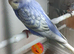 Budgies