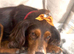 Tilly 3 year old amazing loyal dog for sale