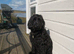 Mr Red is ready now &mdash; but only for the right forever family ️ F4 Labradoodle Boy