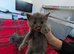 2 stunning female russian blue kittens