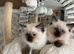 Beautiful Pure Ragdoll Kittens &ndash; Healthy, Loving & Ready for Their Forever Homes
