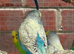 Lovely budgies males and females breeding conditions