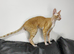 Cornish Rex Male Seeking a Loving Forever Home