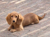 KC registered miniature dachshund