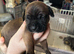 2 boys & 1 girl puppy left for sale (mixed breed)