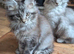 EXCEPTIONAL TICA-REGISTERED MAINE COON KITTENS