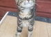 Kittens smallholding/farm/pet