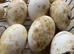 Large stain Embdens believed fertile hatching eggs