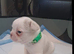 French bulldogs