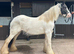 5yr old mare