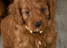Hereditary Clear Red Cockapoo&rsquo;s