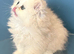 GCCF registered silver Persian (chinchilla)
